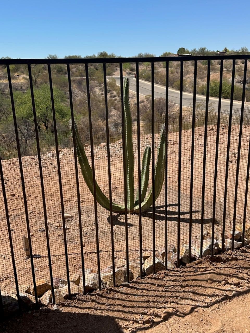 Project Transforming Desert Landscapes with Cactus Elegance image