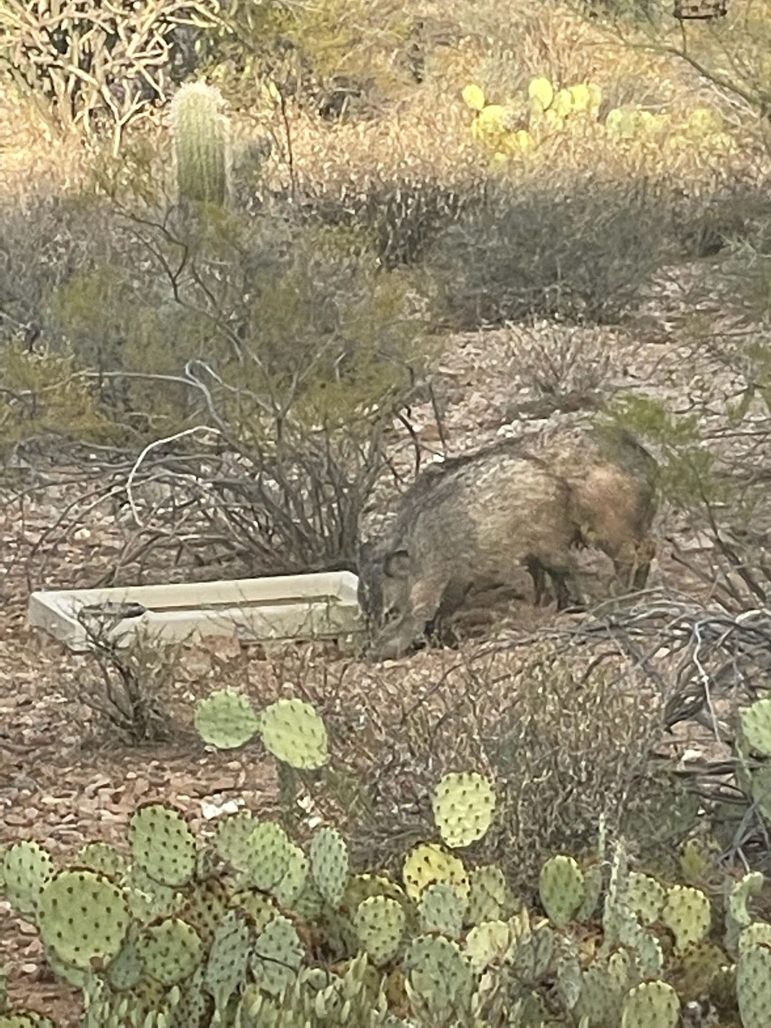 Quenching Desert Thirst with Wild Trough Solutions image