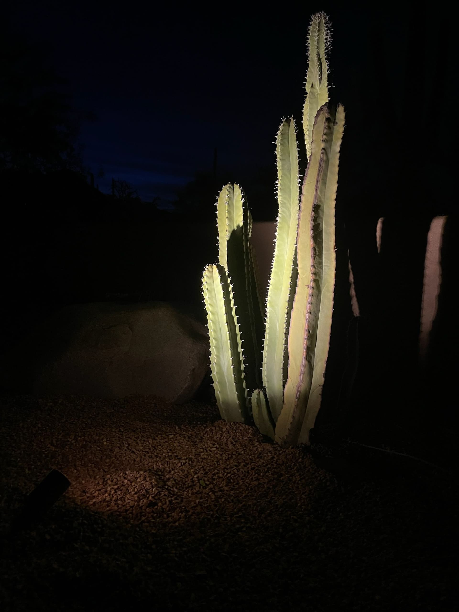 Stunning Cactus Spotlight Display in Tucson image