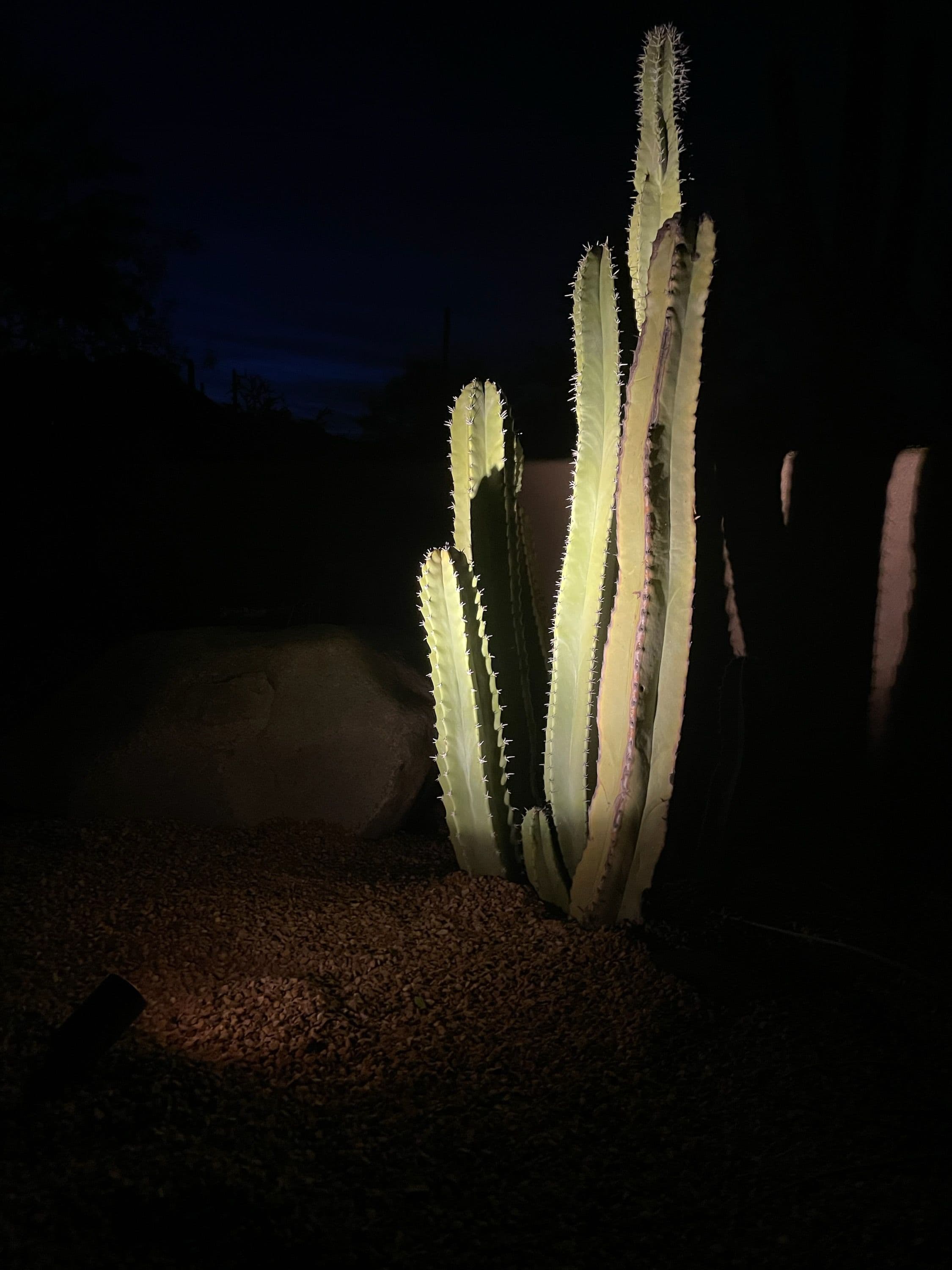 Project Stunning Cactus Spotlight Display in Tucson image