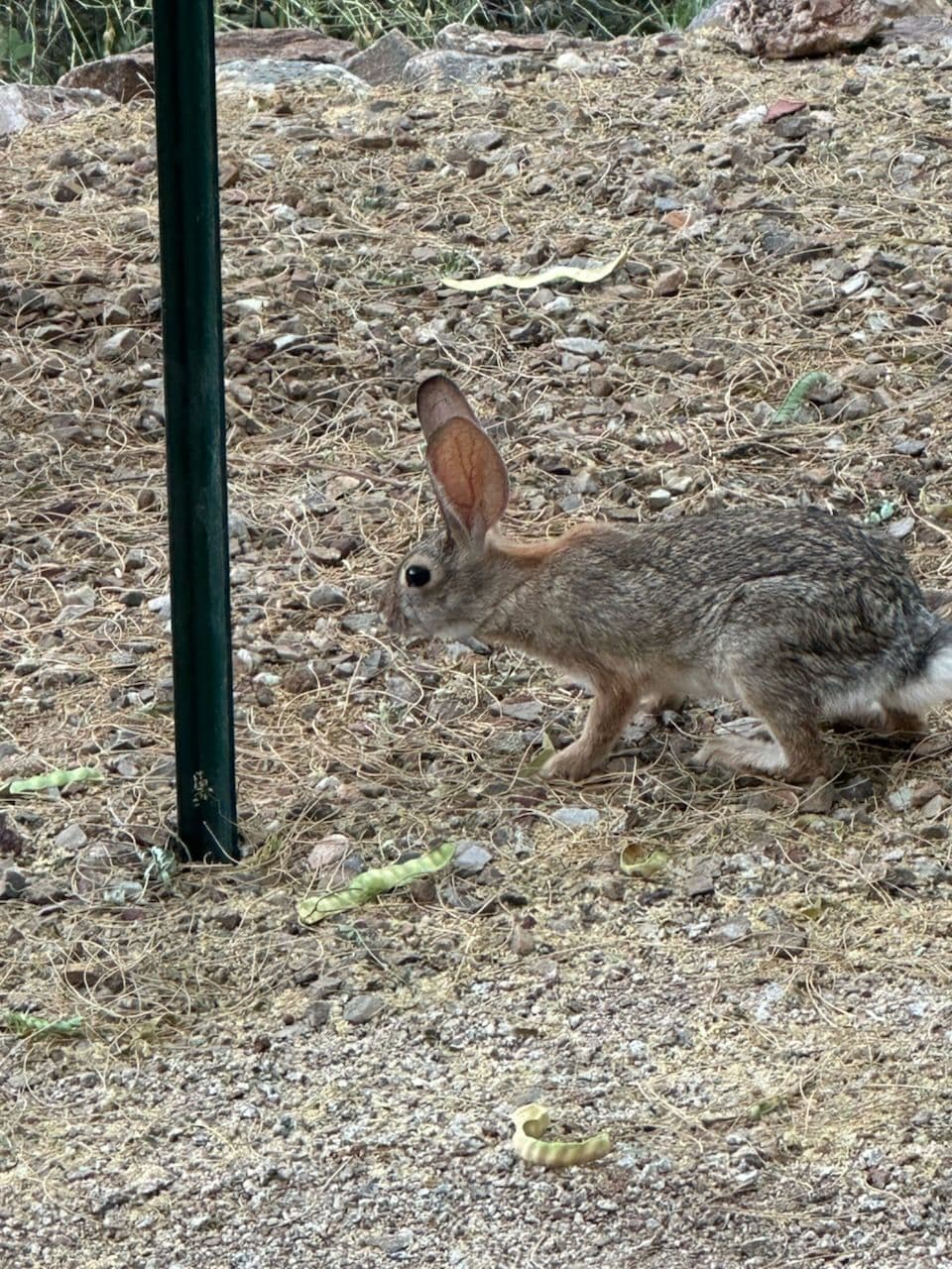 Desert Rabbit Enjoys Outdoor Lighting image
