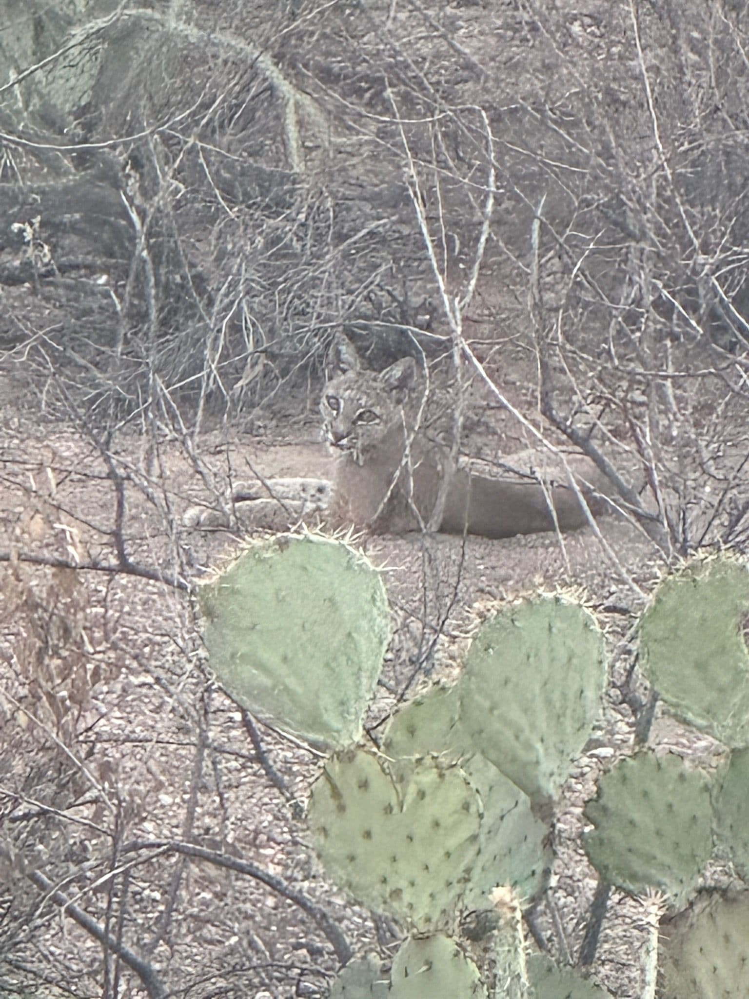 Project Desert Landscaping Meets Wildlife Wonder image