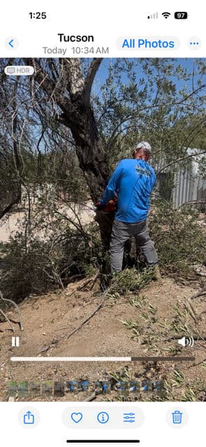 Project Sunny Tucson Tree Care Expertise image