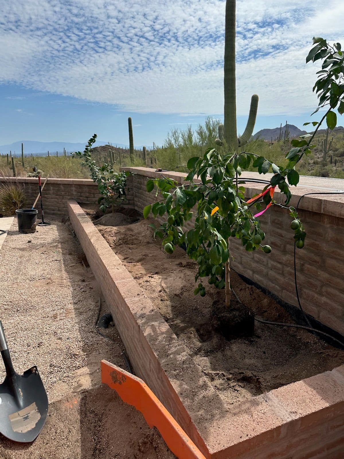 Gallery photos for Creating a Desert Oasis with Citrus Trees in Tucson: Image #1