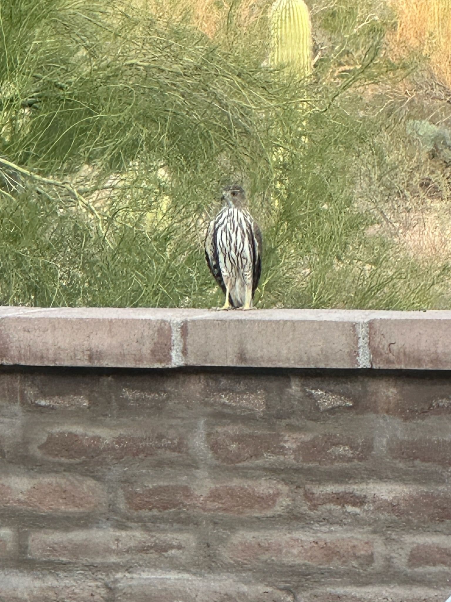 Gallery photos for Discover the Beauty of Local Wildlife in Your Landscape: Image #1